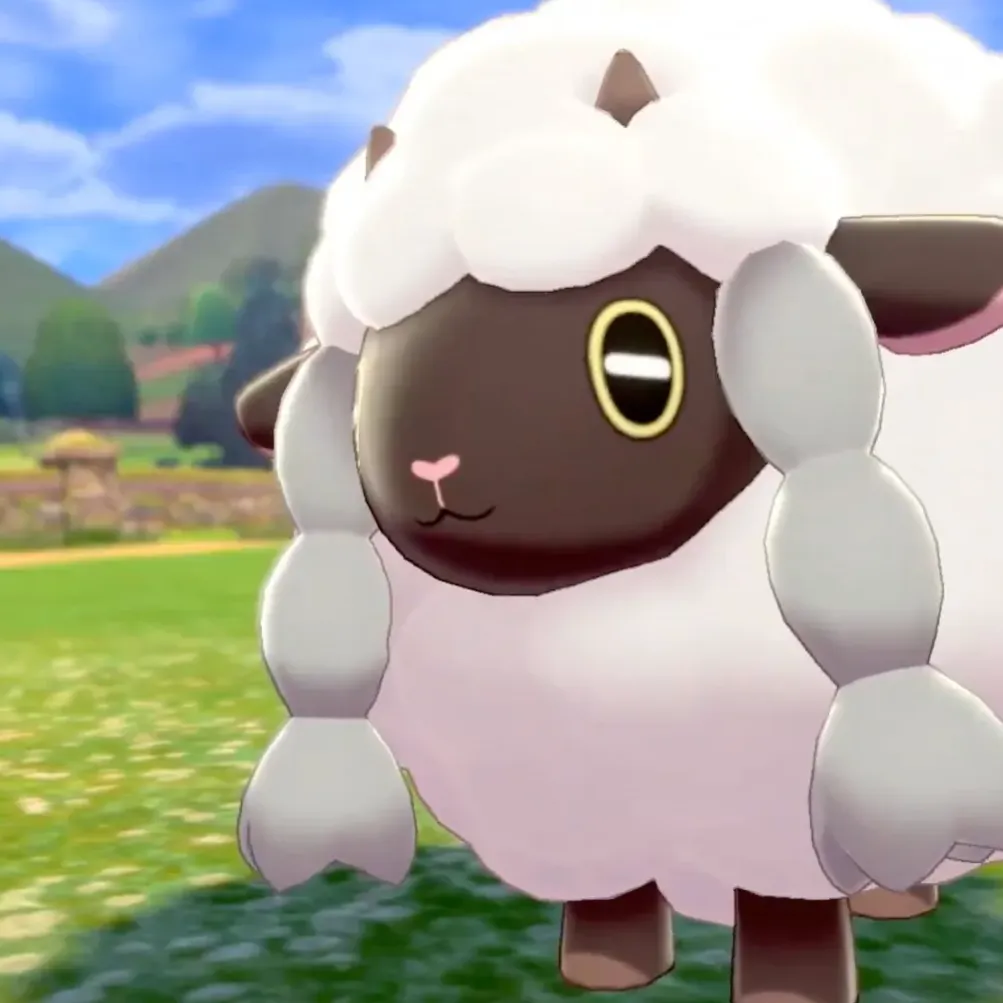 sheep